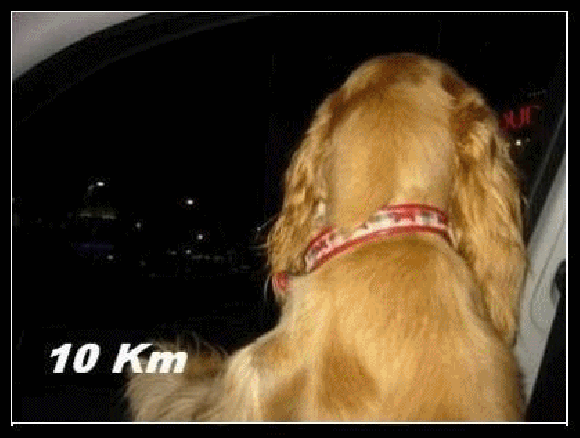 piesek + wiatr ;) piesek + wiatr ;)