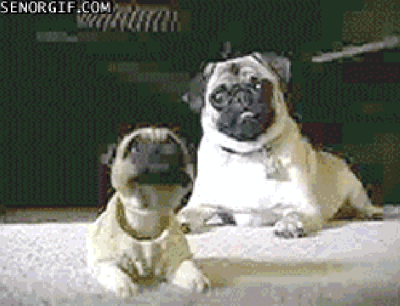 Gdy pies spotyka swojego pluszowego odpowiednika... Gdy pies spotyka swojego pluszowego odpowiednika...