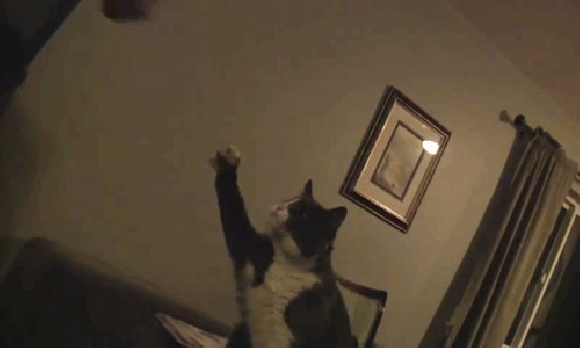 Żółwik  Żółwik