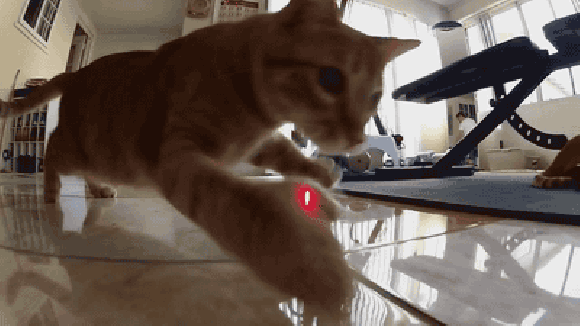 Kot vs laser Kot vs laser