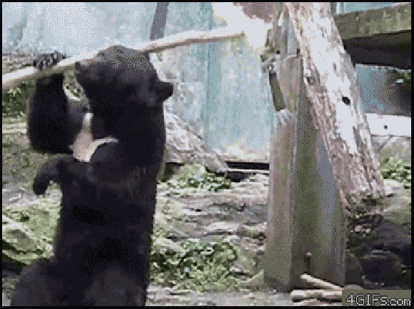 Prawdziwy Ninja Prawdziwy Ninja