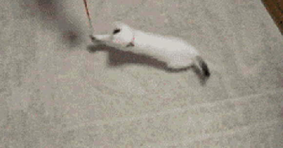 Koci bajzel Koci bajzel