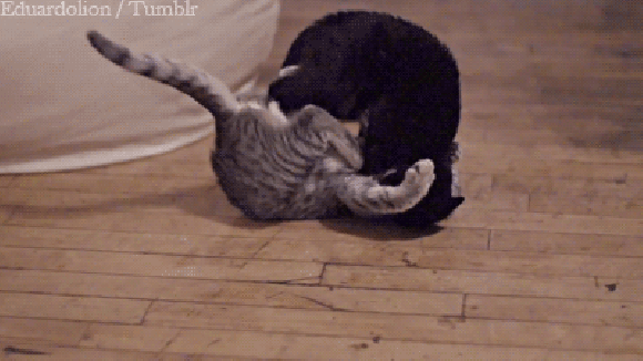 Prawdziwy koci Matrix Prawdziwy koci Matrix