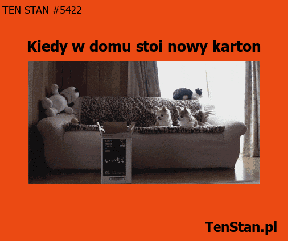 Kot i pudełko to zawsze mnóstwo zabawy Kot i pudełko to zawsze mnóstwo zabawy